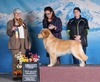 Can GCh TCh Tygold Riverdance Bazinga (Beau)